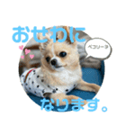 やんちゃなししまるNo3（個別スタンプ：13）