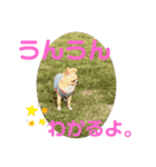 やんちゃなししまるNo3（個別スタンプ：14）