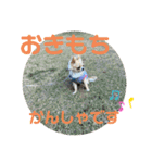 やんちゃなししまるNo3（個別スタンプ：15）