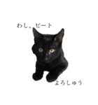 黒猫ピート（個別スタンプ：1）