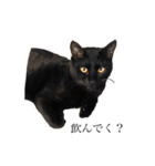 黒猫ピート（個別スタンプ：2）