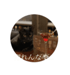 黒猫ピート（個別スタンプ：8）