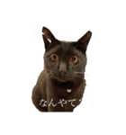黒猫ピート（個別スタンプ：9）