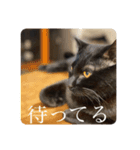 黒猫ピート（個別スタンプ：15）