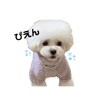 わんわん毎日スタンプ（個別スタンプ：8）