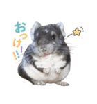 チンチラのくらまくん♡（個別スタンプ：1）