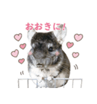 チンチラのくらまくん♡（個別スタンプ：2）