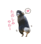 チンチラのくらまくん♡（個別スタンプ：5）