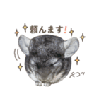 チンチラのくらまくん♡（個別スタンプ：9）