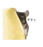 チンチラのくらまくん♡（個別スタンプ：12）