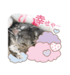 チンチラのくらまくん♡（個別スタンプ：13）