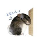 チンチラのくらまくん♡（個別スタンプ：15）