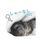 チンチラのくらまくん♡（個別スタンプ：17）