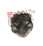 チンチラのくらまくん♡（個別スタンプ：18）