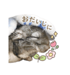 チンチラのくらまくん♡（個別スタンプ：19）