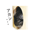 チンチラのくらまくん♡（個別スタンプ：20）