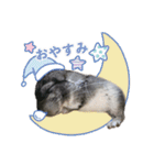 チンチラのくらまくん♡（個別スタンプ：24）