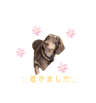そらまめくんスタンプ Part.2（個別スタンプ：6）
