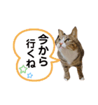 しらすといくら4（個別スタンプ：2）