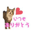 しらすといくら4（個別スタンプ：9）