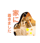 しらすといくら4（個別スタンプ：12）