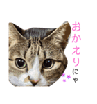 しらすといくら4（個別スタンプ：15）