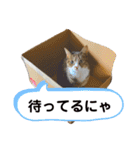 しらすといくら4（個別スタンプ：20）