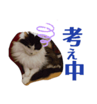 しらすといくら4（個別スタンプ：21）