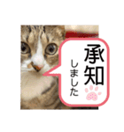しらすといくら4（個別スタンプ：25）
