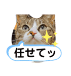 しらすといくら4（個別スタンプ：26）