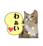 しらすといくら4（個別スタンプ：27）