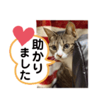 しらすといくら4（個別スタンプ：28）