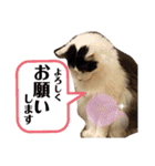 しらすといくら4（個別スタンプ：29）