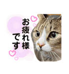 しらすといくら4（個別スタンプ：31）