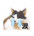 しらすといくら4（個別スタンプ：34）