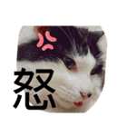しらすといくら4（個別スタンプ：38）