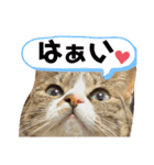 しらすといくら4（個別スタンプ：40）