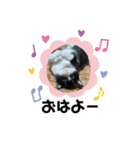 はちわれねこ。（個別スタンプ：1）
