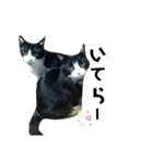 はちわれねこ。（個別スタンプ：2）
