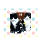 はちわれねこ。（個別スタンプ：3）