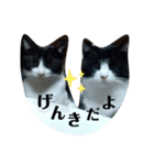 はちわれねこ。（個別スタンプ：4）