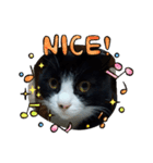 はちわれねこ。（個別スタンプ：5）
