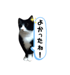 はちわれねこ。（個別スタンプ：6）