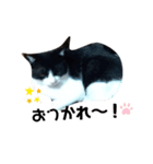 はちわれねこ。（個別スタンプ：7）