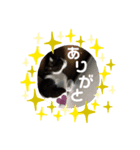 はちわれねこ。（個別スタンプ：8）