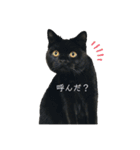 黒猫うにだニャ〜！！（個別スタンプ：1）