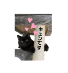 黒猫うにだニャ〜！！（個別スタンプ：6）