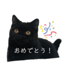 黒猫うにだニャ〜！！（個別スタンプ：7）