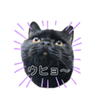 黒猫うにだニャ〜！！（個別スタンプ：8）