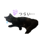 黒猫うにだニャ〜！！（個別スタンプ：11）